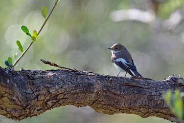 European Pied Flycatcher (Ficedula hypoleuca), Crete 