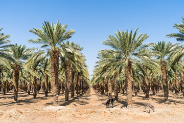 Fototapeta premium Palm plantation