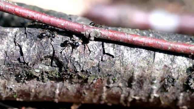 Ameisen auf einer Ameisenstra&szlig;e - in einer Makroaufnahme - Slow motion