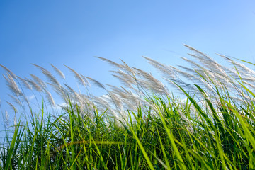 Reed Sway in the Wind