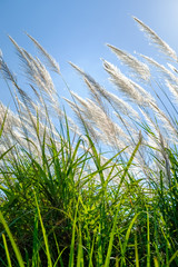 Reed Sway in the Wind