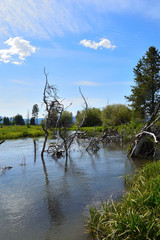 Wood River in Jackson Kimball State Park Oregon