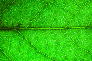 Fototapeta na wymiar Natural green leaf fresh detailed rugged surface structure extreme macro closeup photo with midrib and visible leaf veins and grooves as a nature texture eco green biology background.