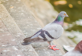 Close-up, Feral pigeon (Columba livia domestica) on the street.