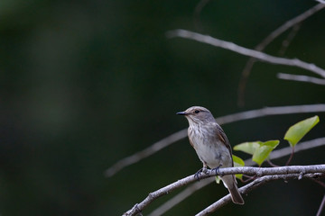Spotted flycatcher (Muscicapa striata), Crete, Greece