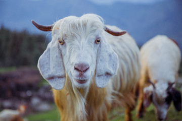 Obraz premium portrait of a goat