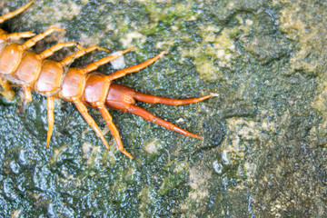 close up head red centipede