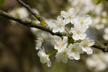 cerisiers en fleurs au printemps (Près de Paris, France).