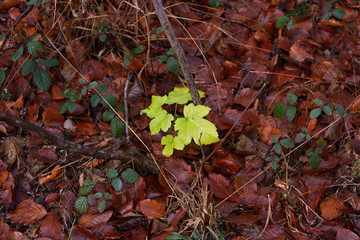 Grünes Blatt im Laub