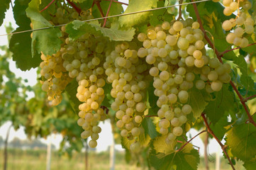 grapes on the vine detail