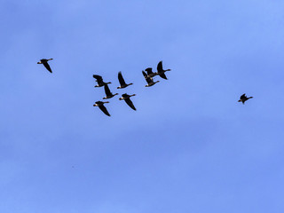 large flock of flying Greylag goose Anser anser, in the Hortobágy National Park, Hungary