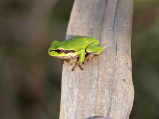 European tree frog, Hyla arborea, marshes of the Hortobágy National Park, Hungary