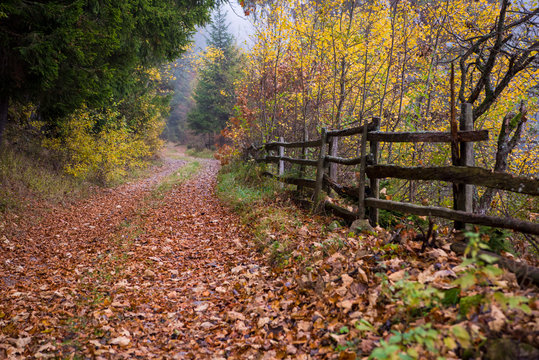 Fototapeta autumnal forest on a foggy morning