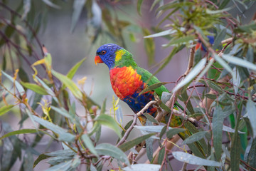 Eastern Rosella's feeding in a garden in Victoria, Australia