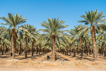 Fototapeta na wymiar Palm plantation