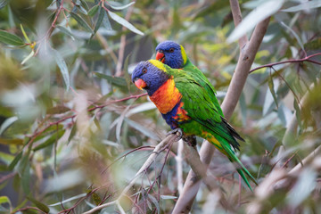 Eastern Rosella's feeding in a garden in Victoria, Australia