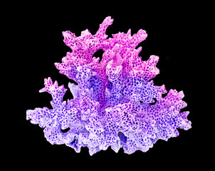 coral isolated onblack background