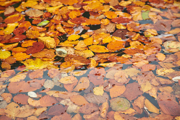 Fall Leafes gliding in clear water