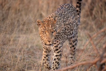 Obraz premium Afrika Leopard