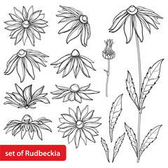 Vector set with outline Rudbeckia hirta or black-eyed Susan flower bunch, ornate leaf and bud in black isolated on white background. Contour Rudbeckia for summer design and coloring book. - obrazy, fototapety, plakaty