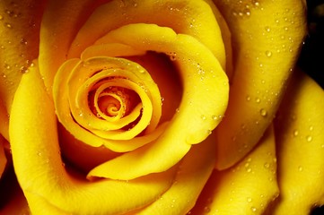 Fototapeta na wymiar yellow rose