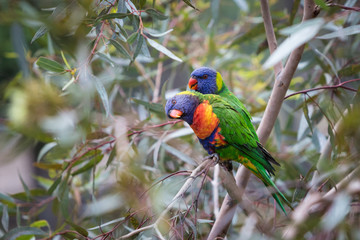 Eastern Rosella's feeding in a garden in Victoria, Australia