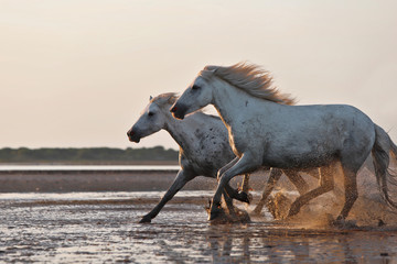 Fototapeta na wymiar Running horses in water 