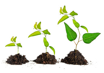 Saplings on white background