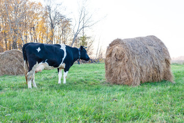 black and white cows graze on a green meadow next to a haystack