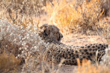 Afrika Gepard © P. Patz