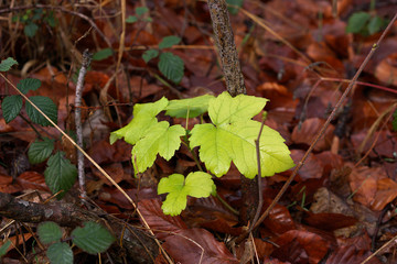 Grünes Blatt im Laub
