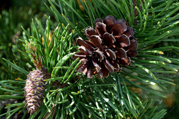 Wood River in Jackson Kimball State Park Oregon