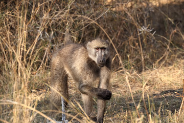 Afrika Pavian