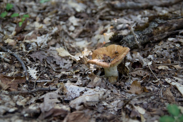 Forest mushroom.