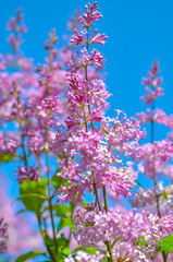 Naklejka premium purple lilac bush blooming in May day