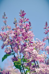 purple lilac bush blooming in May day