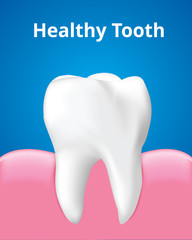 Healthy tooth with gum, Dental care concept, Realistic design illustration Vector.