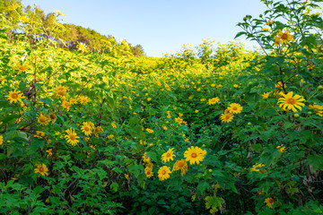 Obraz premium Sunrise Landscape nature of golden mountain by Mexican sunflower field name Tung Bua Tong in Maehongson (Mae Hong Son),Thailand.