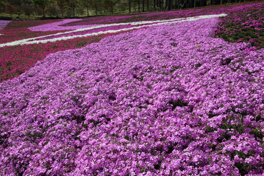 4 件の最適な ジュピアランドひらたの芝桜 画像 ストック写真 ベクター Adobe Stock