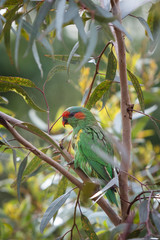 Eastern Rosella's feeding in a garden in Victoria, Australia