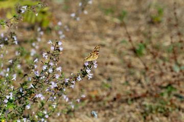 butterfly on flower