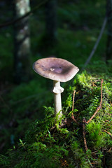 autumn forest after rain is fresh and clean, among tall green grass grew a some kind of poisonous inedible mushroom, danger and threat to life of mushroom picker, poisoning inedible mushrooms.