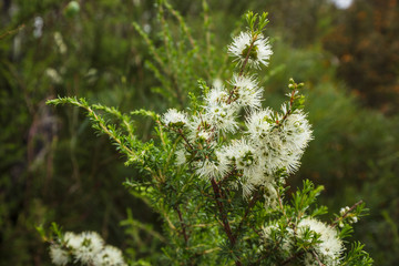 Kunzea Ambigua a white flowering plant found in Wilsons Promontory national park, Victoria,...