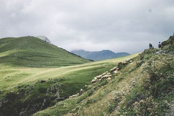 Sheeps on the mountains