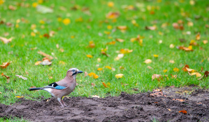 Corvus glandarius bird on green grass