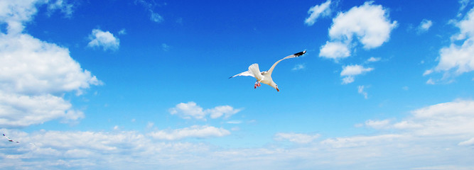 Seagulls hovering in the blue sky with clouds. Gulls flying in heaven. Background with place for your text.