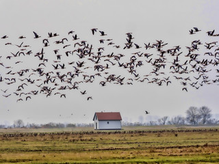 large flock of flying Greylag goose Anser anser, in the Hortobágy National Park, Hungary