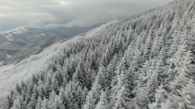 Aerial view on rocks, forest and trees covered with snow at mountain.