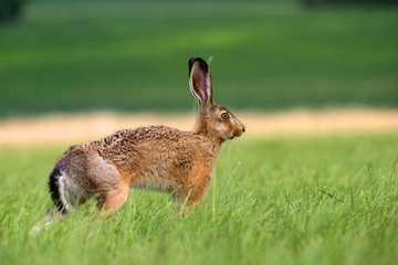 rabbit in the grass