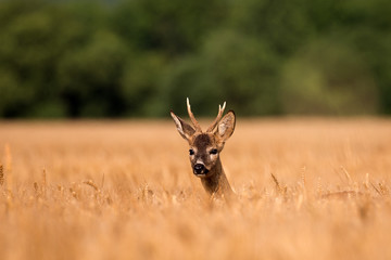Roebuck in cereal